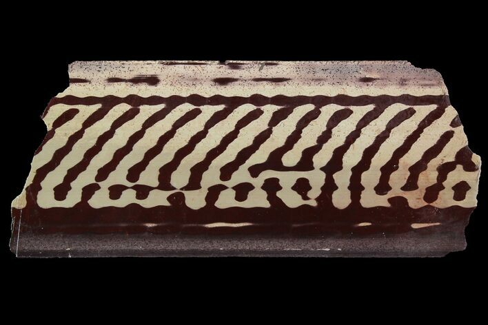 Polished Slab Of Zebra Stone (Ediacaran Microbialite?) #92853